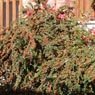 Truffaut - Cotoneaster horizontalis 
