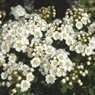 Truffaut - Spir�e nipponica Snowmound 