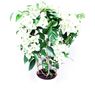 Truffaut - Bougainvillier blanc paliss�