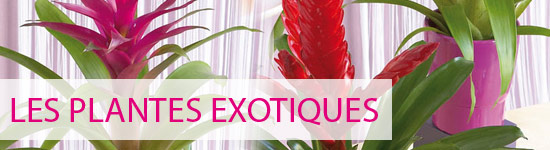 ED Exotiques Truf 200909