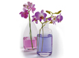 Orchid�es