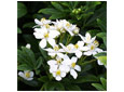 Arbustes fleuris au printemps