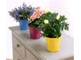 Plantes fleuries