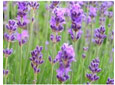 Arbustes fleuris en �t�