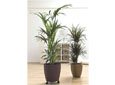 Grandes plantes vertes