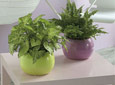 Petites plantes vertes