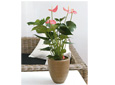 Moyennes plantes vertes