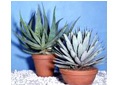 Plantes grasses