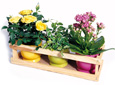 Mini-plantes