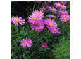 Plantes vivaces