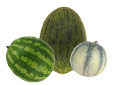 Melon, Past�que