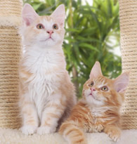 Chats
