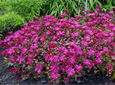 Collection S�dums