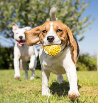 Chiens