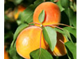 Fruitiers