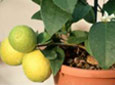 Plantes de climats doux et agrumes