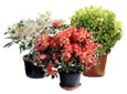 Plantes pour le jardin