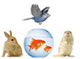Autres Animaux