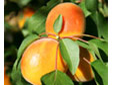 Fruitiers nains