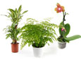Plantes pour la maison