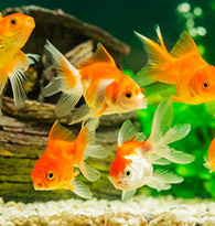 Poissons