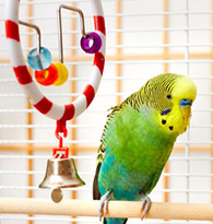 Oiseaux