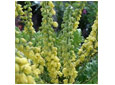 Arbustes fruits et fleurs en hiver