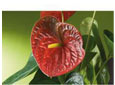 Plantes exotiques