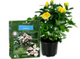 Engrais rosiers