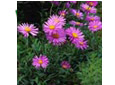 Plantes vivaces