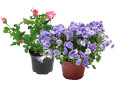 Plantes du moment