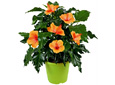 Collection hibiscus