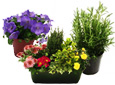 Plantes pour le balcon et la terrasse
