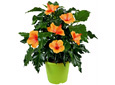 Collection hibiscus