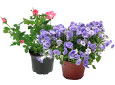 Plantes du moment