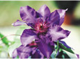 Plantes grimpantes 