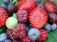 Petits Fruits