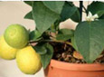 Plantes m�diterran�ennes et agrumes