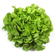Feuille de Chêne Verte, 1 pièce