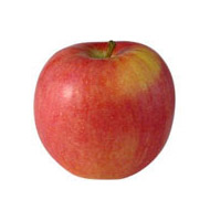 Les Paysans Bio Pomme bicolore bio, Barquette de 4 pièces