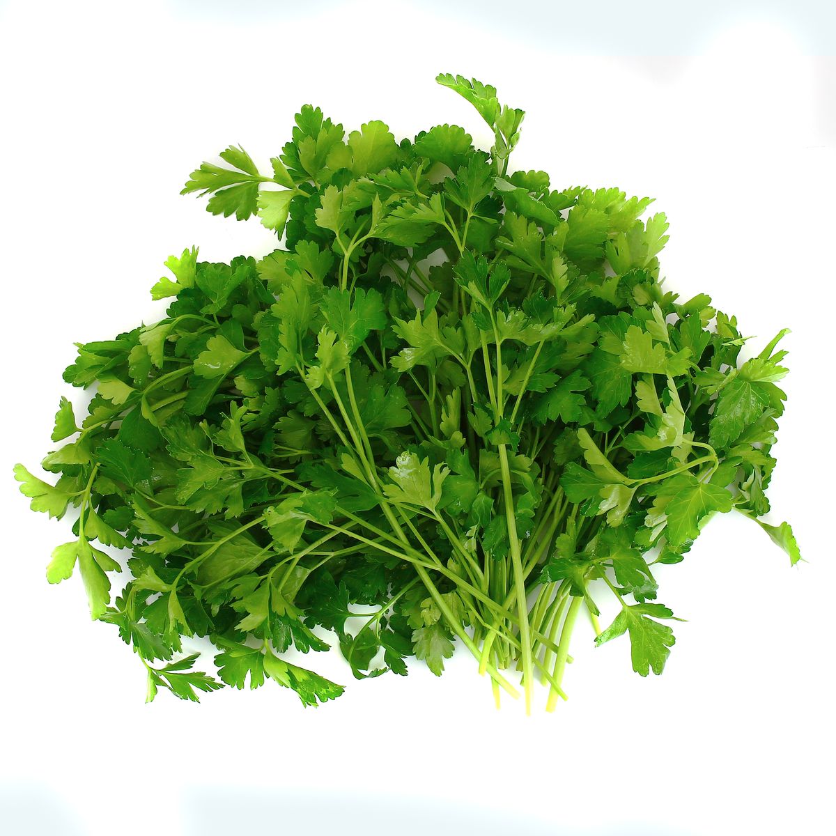 3398301015210 -  - Persil Plat
