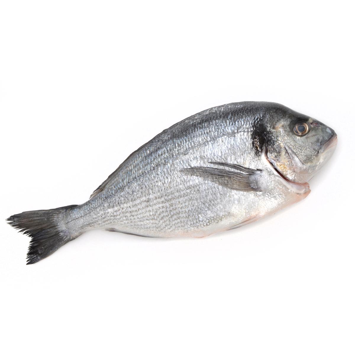 3376420101014 - Transgourmet Seafood - Dorade entière