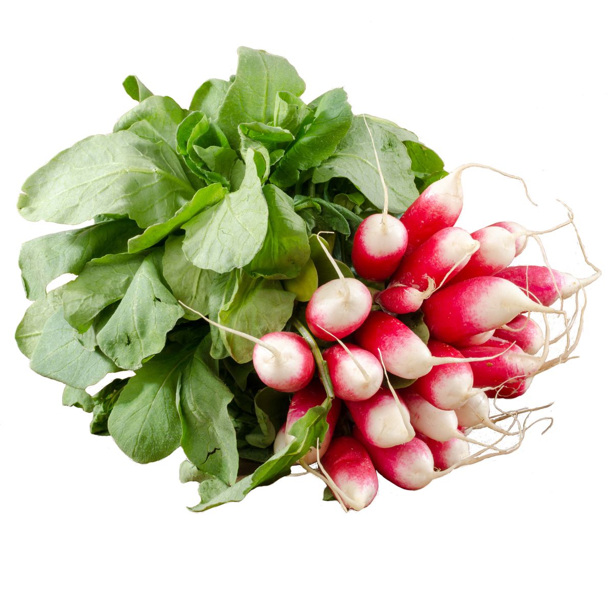 3760074471928 - Les Paysans Bio - Radis long rose Bio