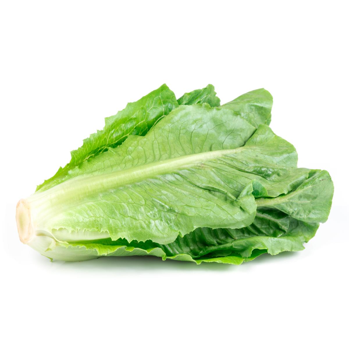 3411060006029 - - Salade Romaine