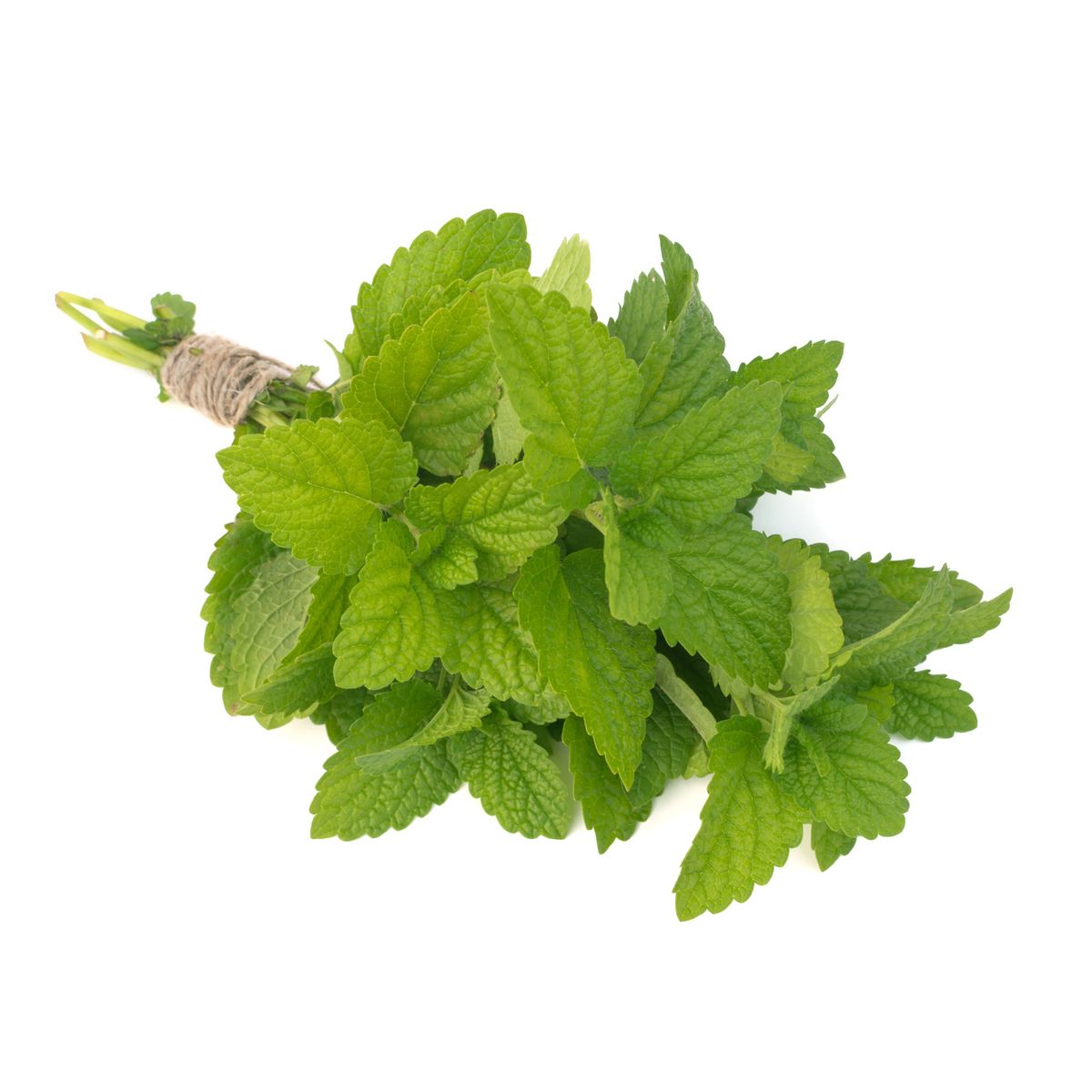 3760270390160 - - Menthe