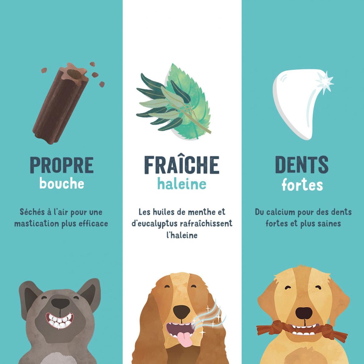 5407007142149 - Edgard Cooper - Stick à Mâcher Pomme et Eucalyptus- Friandise Récompense pour Grand Chien adulte x7