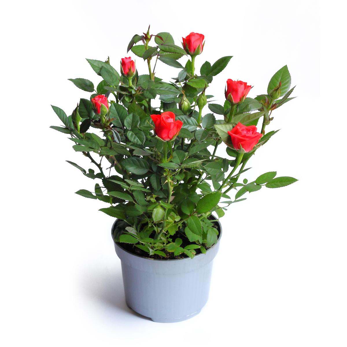 2050000382550 -  - Fleur Mini rosier rouge 