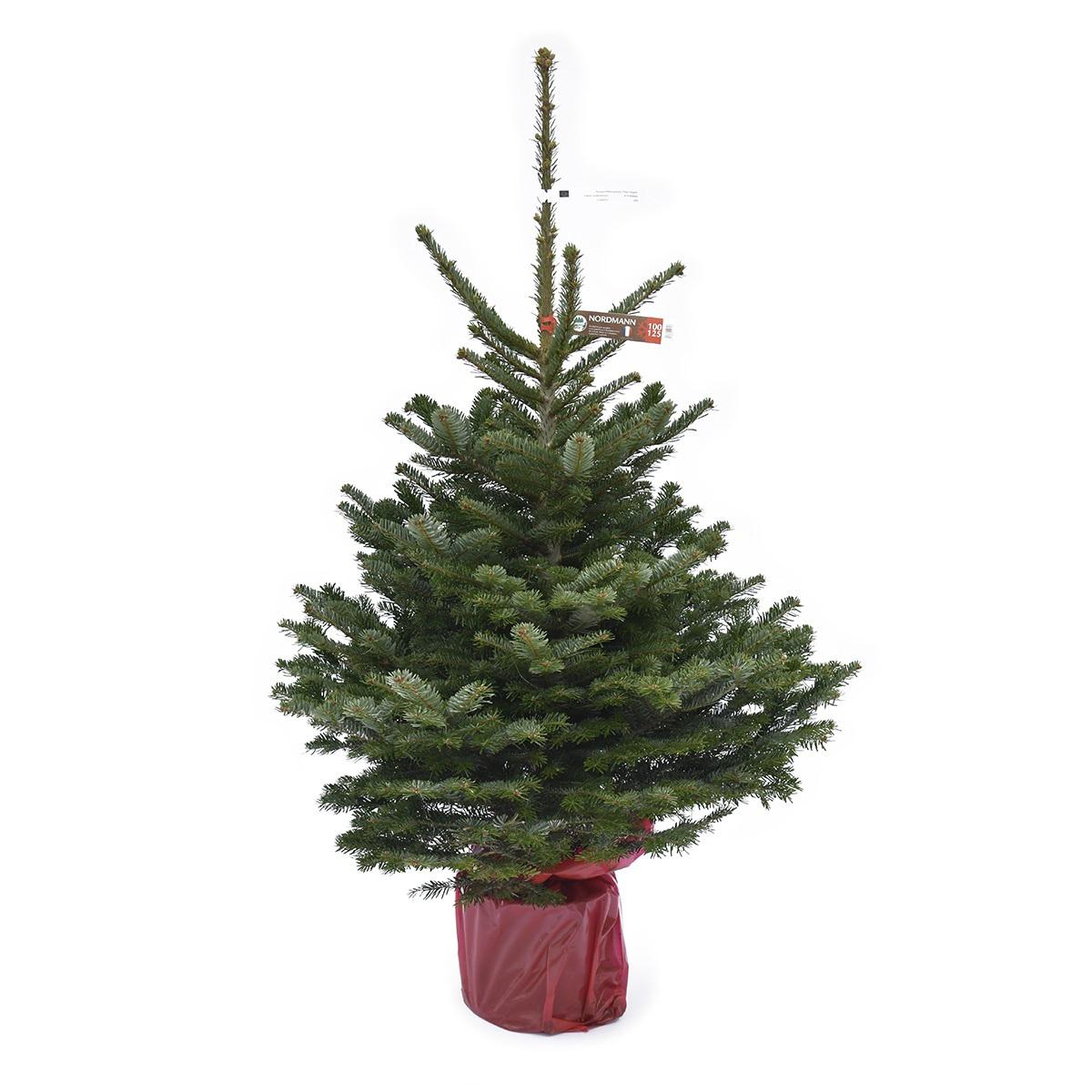 3546869521715 - Naudet - Pépinières - Sapin en pot Nordmann Naturel en pot 