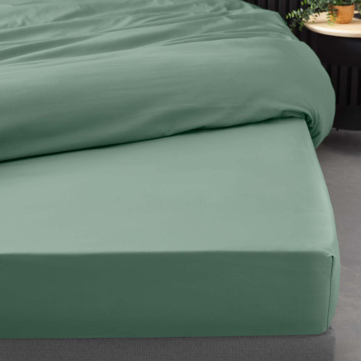 3574386446471 - Douceur D Interieur - Drap housse tileule 2 personnes