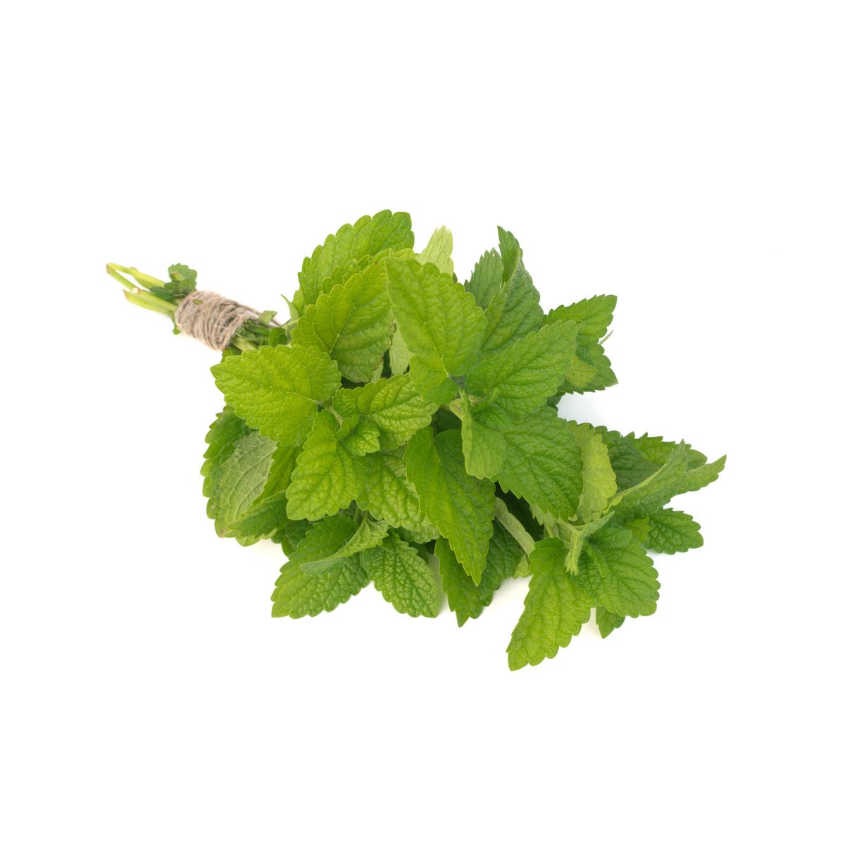 3398301015050 - - Menthe